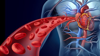 El corazón es uno de los órganos más afectados por la enfermedad multisistémica COVID-19 (Shutterstock)