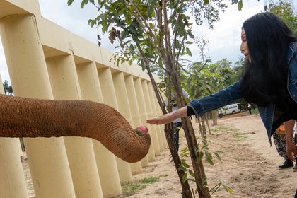 Cher con Kaavan, un elefante que fue transportado desde Pakistán a Camboya (Reuters)