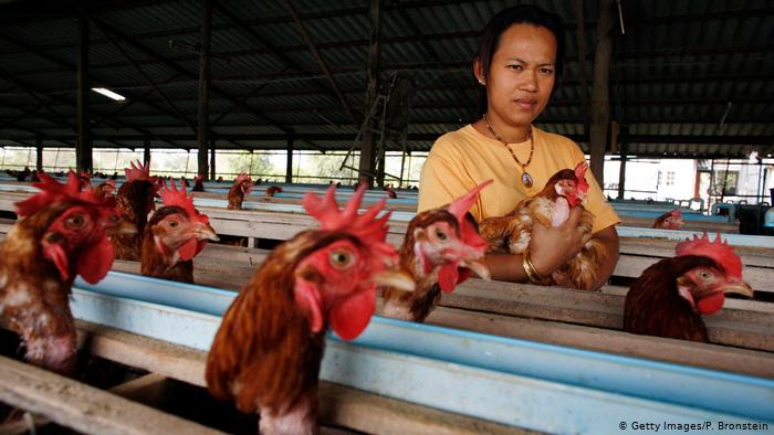 Thailand Symbolbild Hühnerfarm 