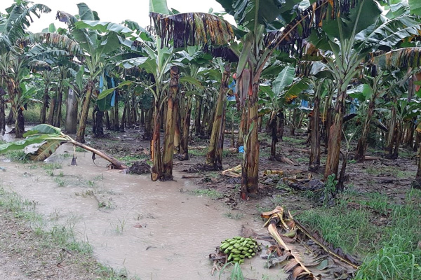 Afectación a producción de banano en el trópico Foto: ABI