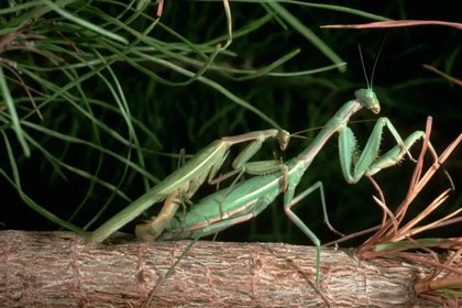 Los machos de la mantis han evolucionado para tratar de mantenerse vivos tras el apareamiento
