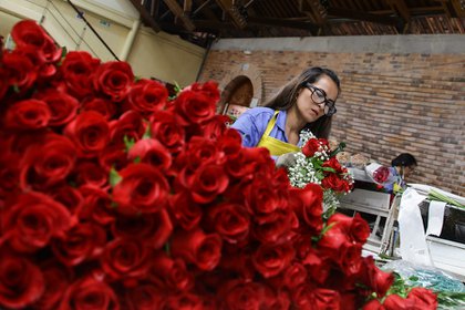 Cultivo de flores en una finca de Asocolflores. De acuerdo con la asociación, las rosas son el producto más vendido. 2018. Foto: Colprensa - Sofía Toscano.