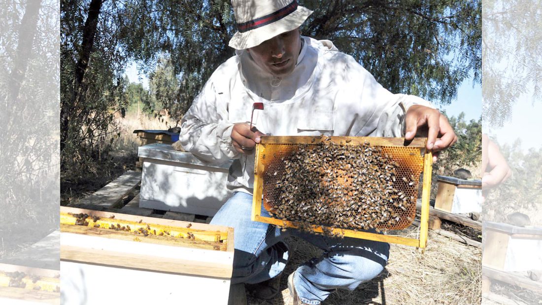 Un apicultor muestra un panal de abejas. DICO SOLÍS