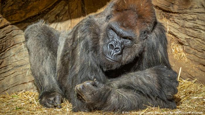 USA Escondido | Coronavirus Gorilla | San Diego Zoo Safari Park
