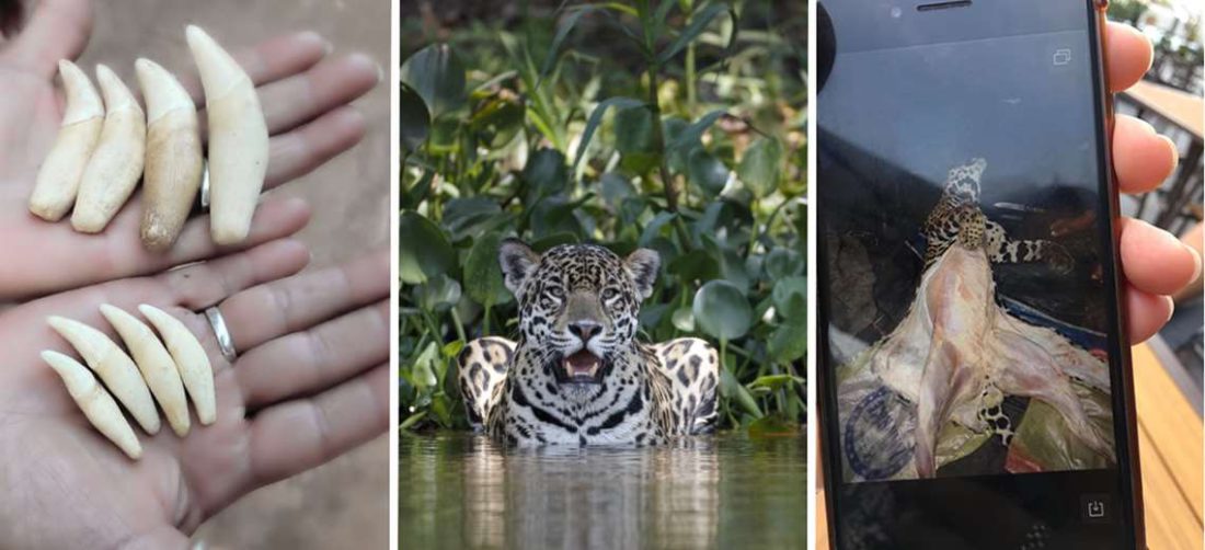 Tráfico de partes de jaguar en Bolivia