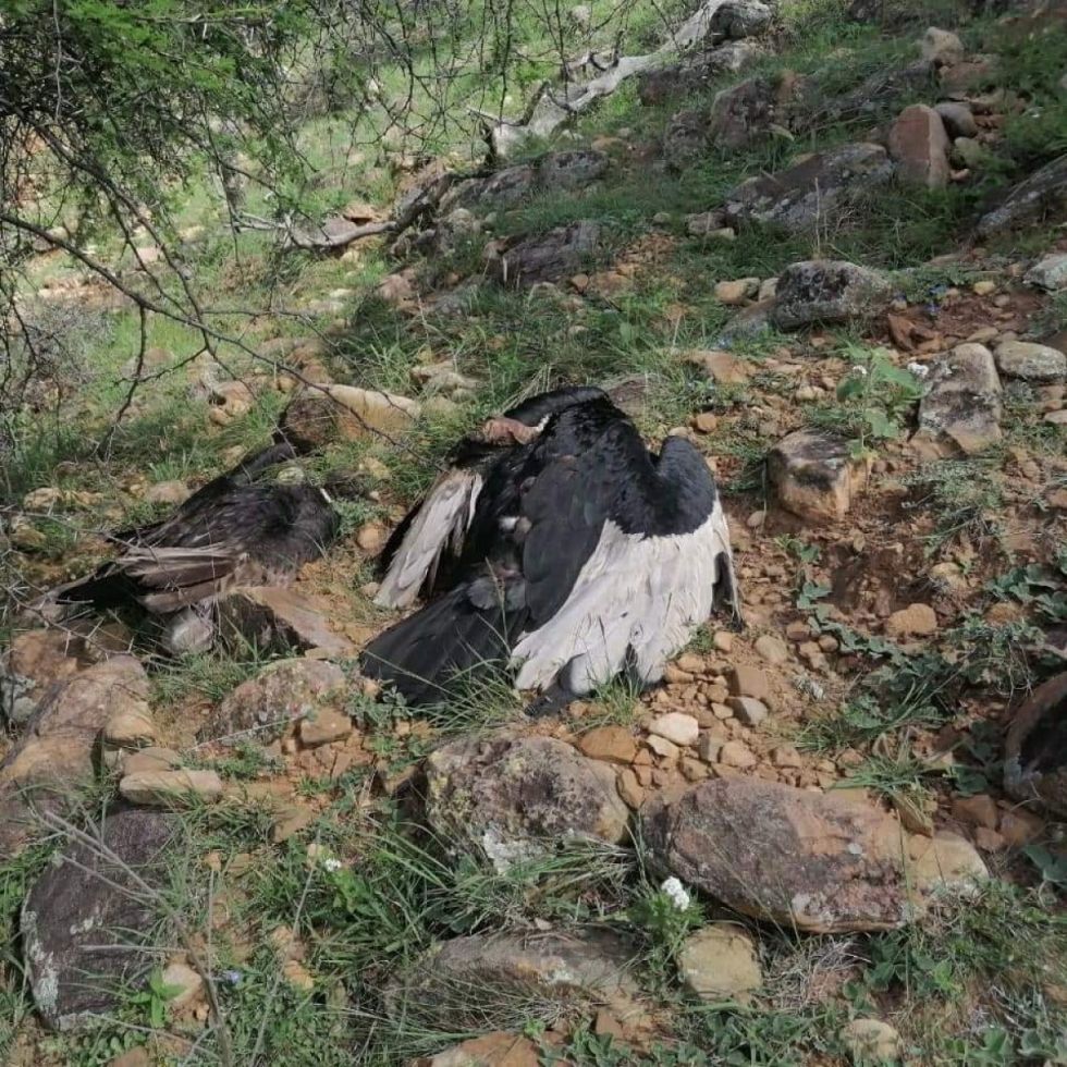 Sube a 35 los cóndores muertos en Tarija