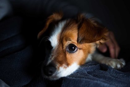 Los perros de noche ven mejor que los humanos (Foto: Shutterstock)
