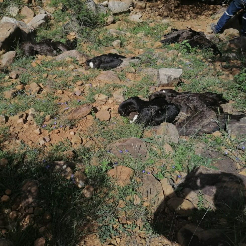 Comunarios temen que veneno que mató a 35 cóndores afecte el agua 