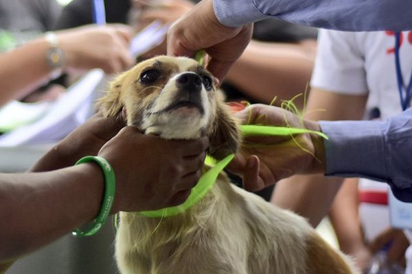 Vacuna de mascotas /Imagen de referencia/ Foto: PAHO