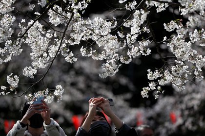 Visitantes retratan el florecimiento en el Parque Ueno en Tokio (Reuters)