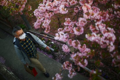 Los cerezos en Kioto (Reuters)