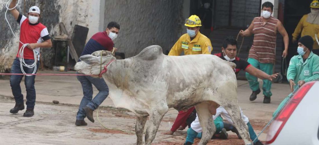 Foto Ricardo: las 17 vacas fueron capturadas, dos de ellas muertas.
