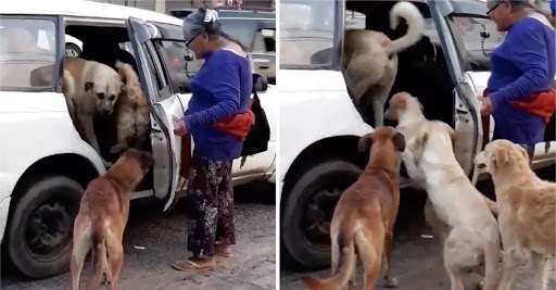 La imagen que se hizo viral en 2019; la mujer subiendo junto a sus perros a un taxi