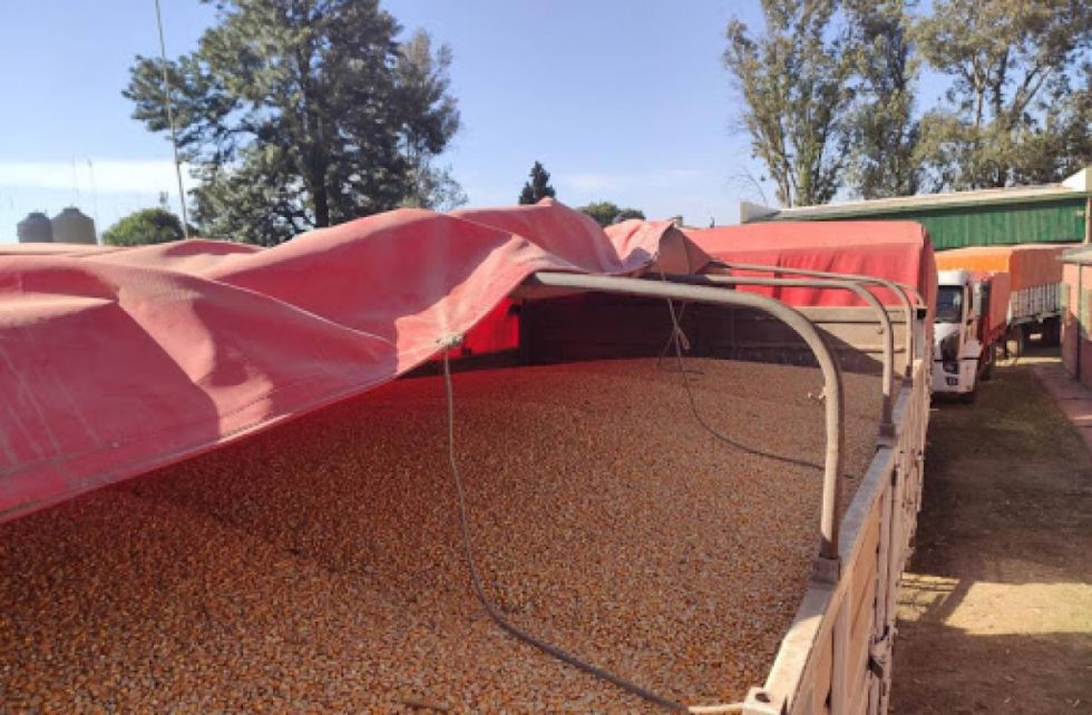 Contrabando de granos, el rival de los productores del Chaco