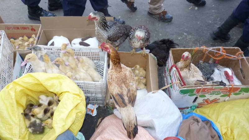 Venta de animales en el mercado La Pampa. ARCHIVO