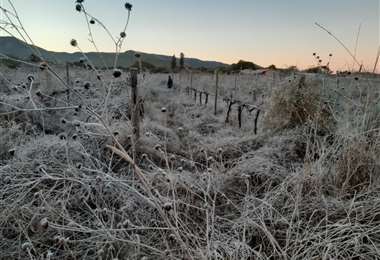 Las heladas registradas afectaron cultivos en los valles / Foto: Rodolfo Orellana