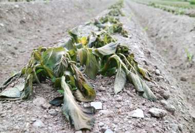 Los cultivos fueron afectados por la helada (imagen referencial/internet)