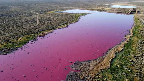 FOTOS: Una laguna se tiñe de rosa en Argentina debido a la contaminación por el vertido de residuos de empresas pesqueras