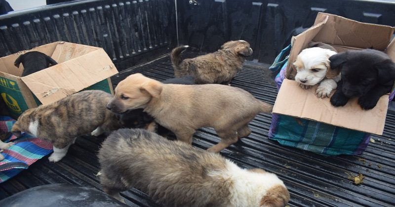 Rescatan perros y gatos que pretendían comercializadas en la feria 16 de Julio – El Alto es Noticia
