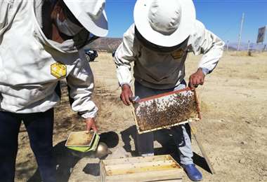 Los apicultores no se dan por vencidos a pesar del contrabando y productos adulterados