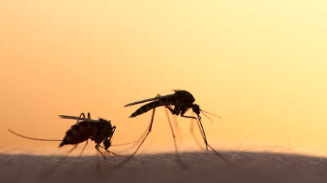 Detectan en Ucrania mosquitos que transmiten parásitos y provocan una enfermedad poco común