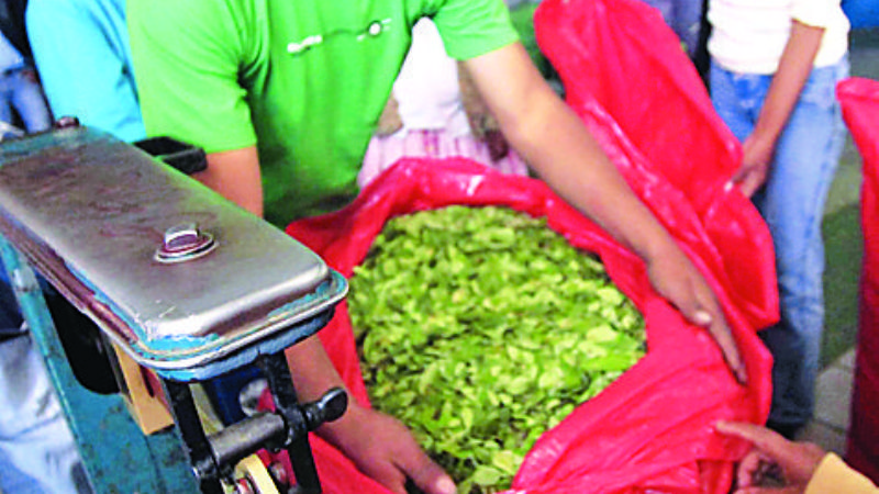 Sólo el 35% de la producción de coca pasó por mercados legales