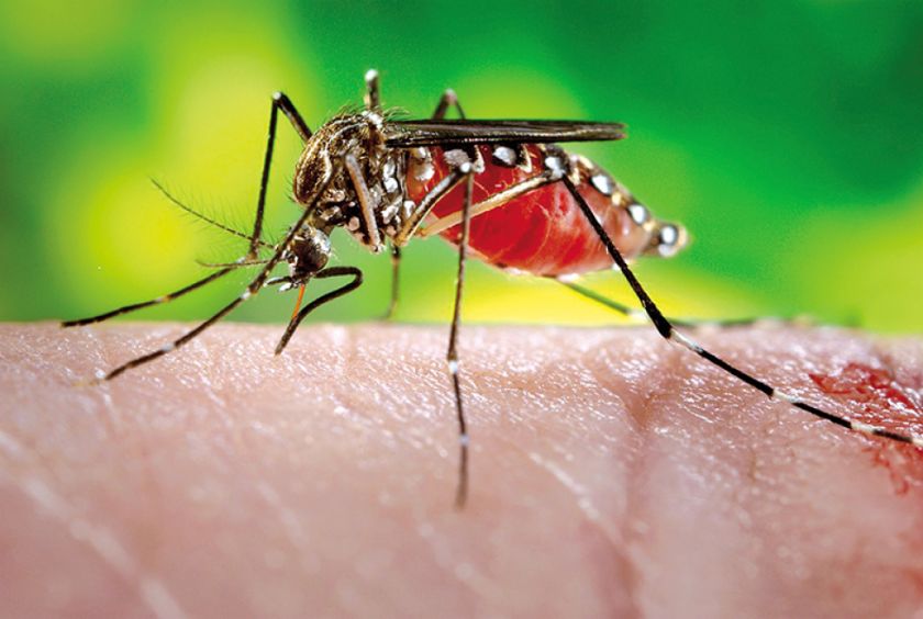 Identifican a mosquito del dengue en Yotala
