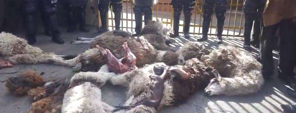 Los cuerpos de los animales fueron llevados hasta las puertas del Concejo de El Alto 