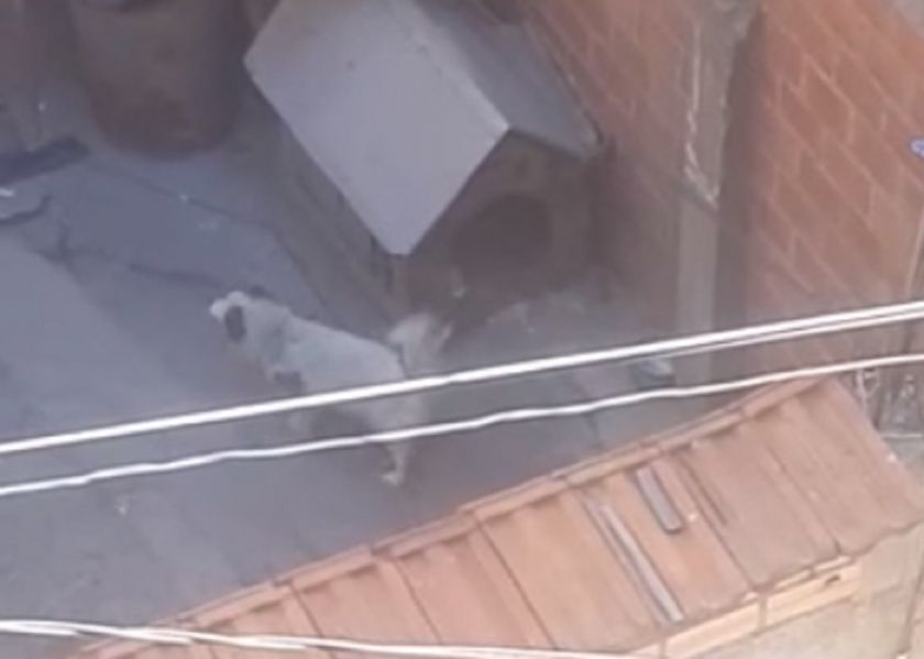 Denuncian que un perro vive encadenado desde hace más de 8 años en La Paz