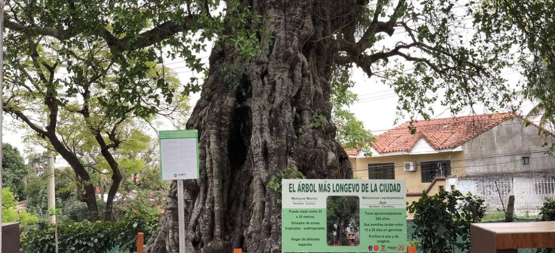 El árbol más antiguo de Santa Cruz es un motoyoé