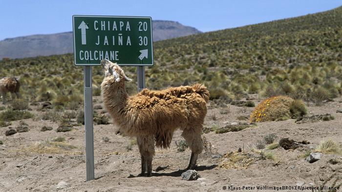 Llama en el desierto del norte de Chile