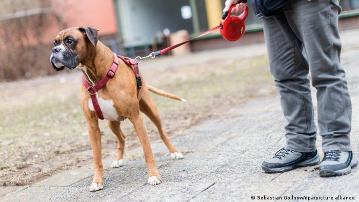 En Alemania se paga anualmente un impuesto sobre la tenencia de los perros.