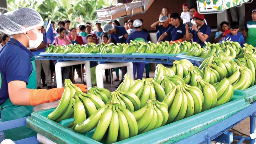 Bananos del Trópico de Cochabamba son alistados para ser exportados.      Archivo