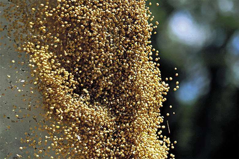 Semilleristas aducen que ingresa granos de soya, ma´zi y trigo de forma ilegal 