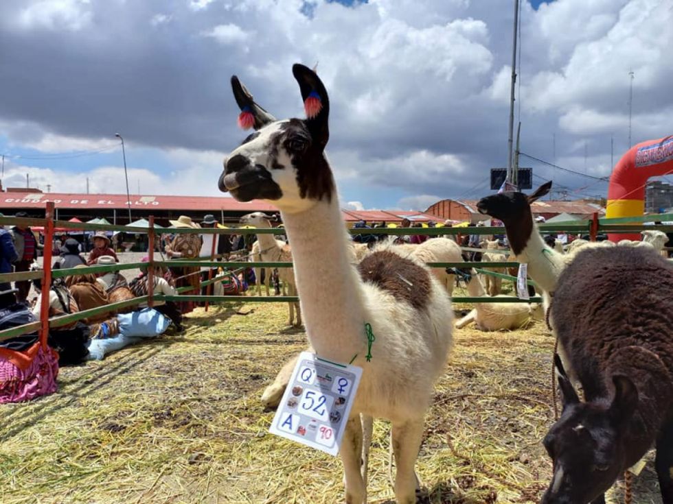 Productores tarijeños de camélidos participan en Feria Nacional
