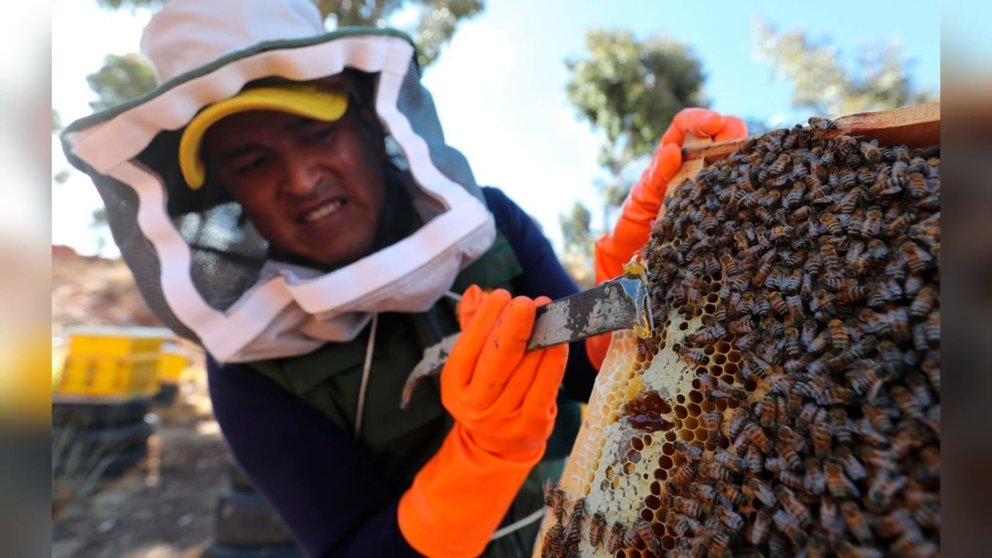 El apicultor Wilder Humérez realiza sus labores en el Centro Apícola "La Reina del Lago". EFE