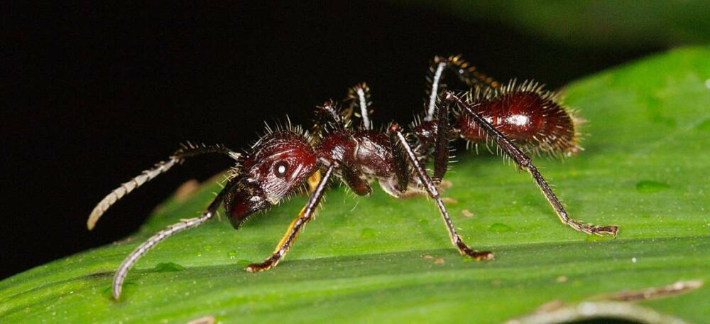 La hormiga bala es una especie peligrosa