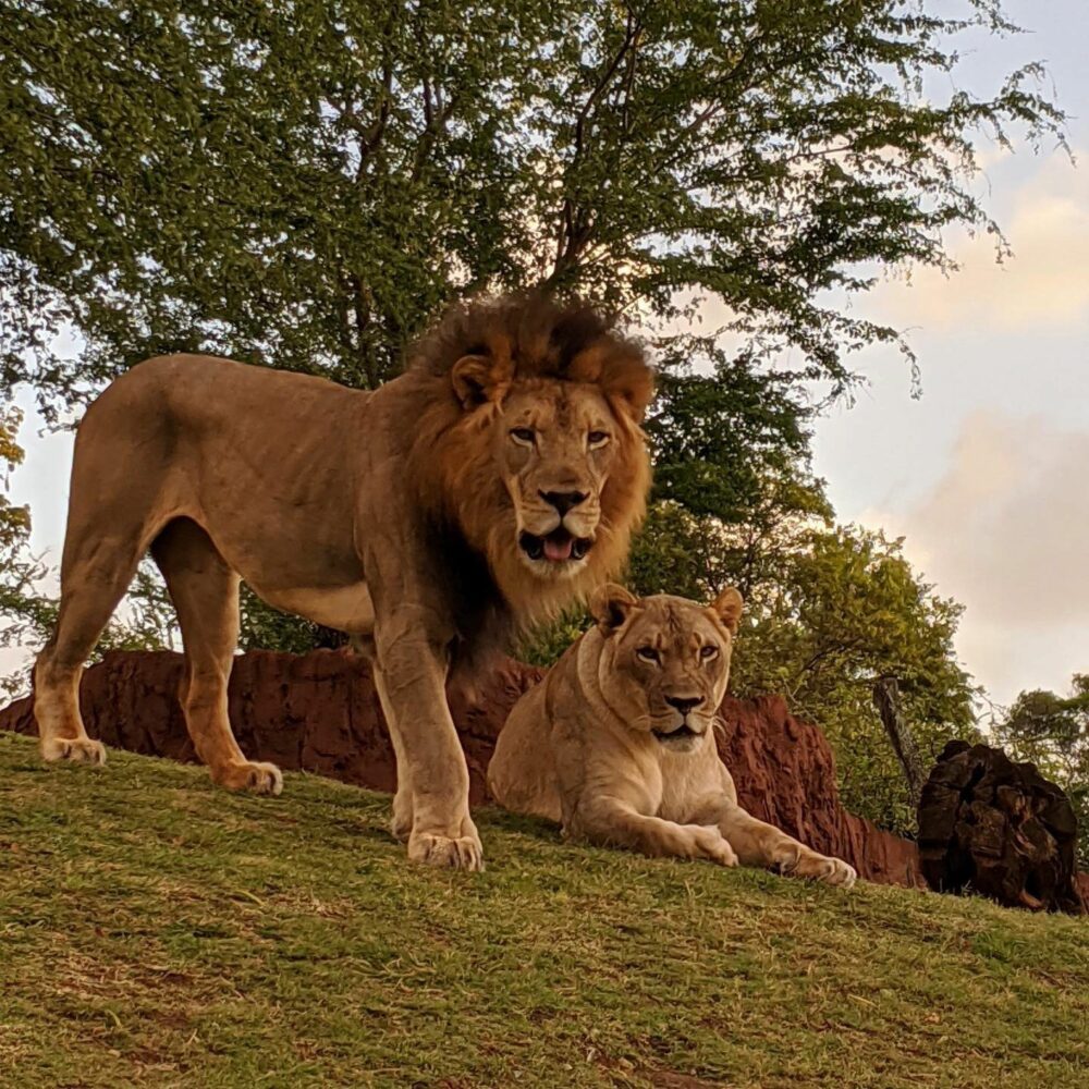 Fotografía divulgada por el zoológico de Honolulu donde aparece el león africano macho Ekundu (i), de 13 años y que murió por contagio de la covid-19 y la leona Moxy, que dio positivo pero sobrevivió. EFE/Zoológico de Honolulu 