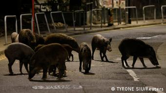 Hongkong Wildschweine durchstreifen die Stadt