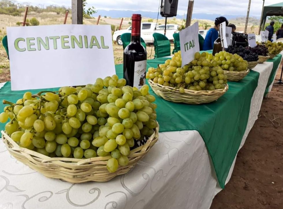 Viticultores del Chaco ofrecerán 4 variedades de uva a Paraguay