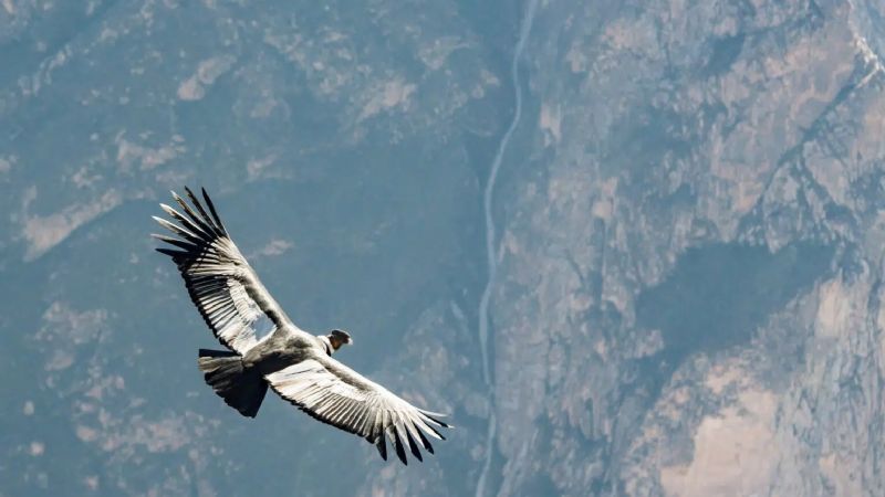 Jeff Bezos hace millonaria donación para la protección de aves en Bolivia y otros países
