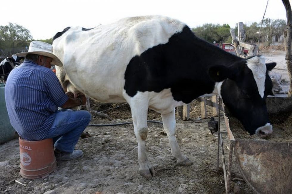 Productores de Tarija se quedan con 5% de leche por baja calidad