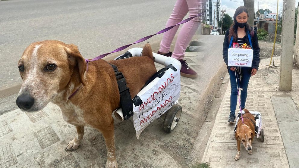 Ángel, la perrita en silla de ruedas que contagia esperanza por las calles de Cochabamba. /OPINIÓN