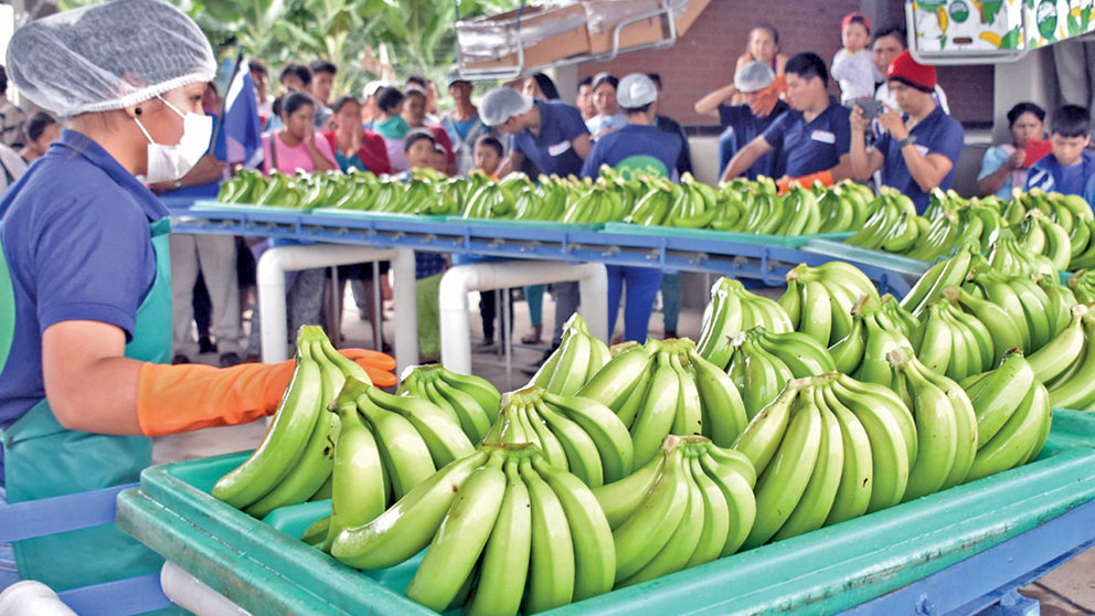 Procesamiento de bananos para la exportación. ARCHIVO
