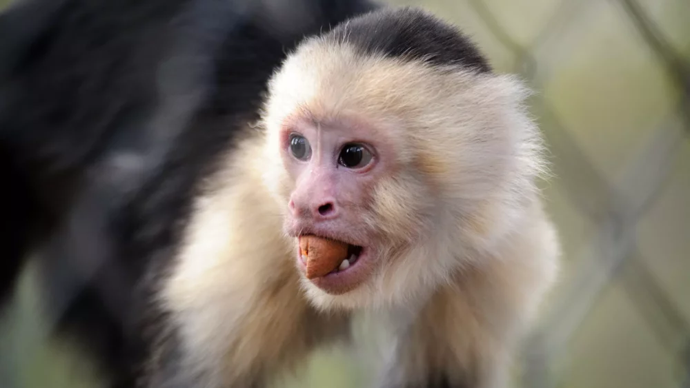 Un mono capuchino - Sputnik Mundo, 1920, 27.12.2021