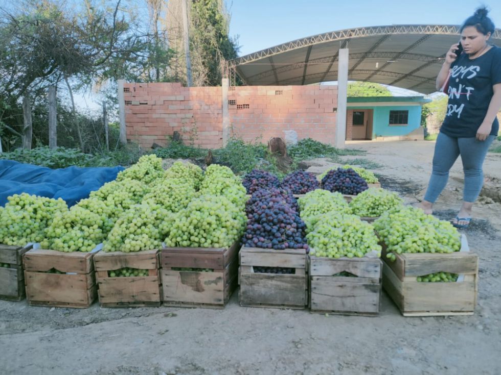 Productores de Tarija prevén cosechar más  de 1,5 millones de cajas de uva
