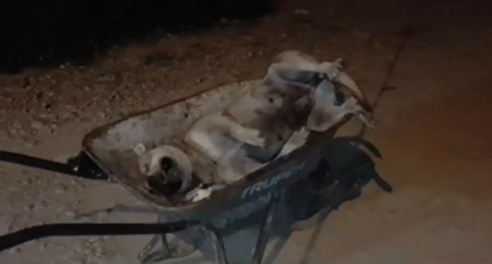 Denuncian biocidio de más de 6 perros en San Antonio la Cabaña – Tarija