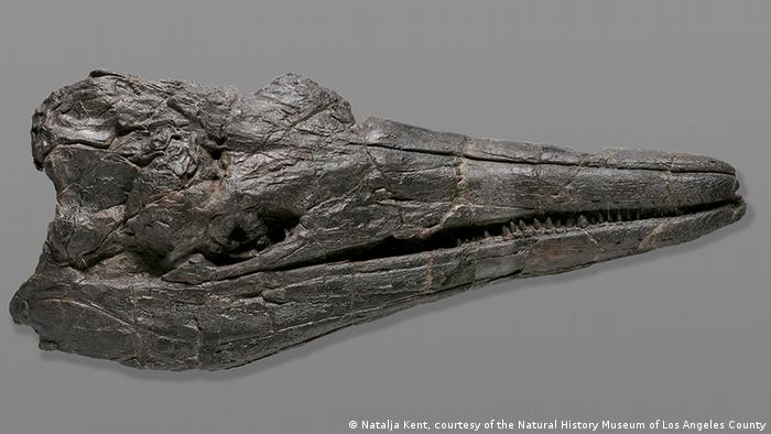 El cráneo de la primera criatura gigante que habitó la Tierra, actualmente expuesto en el Museo de Historia Natural del Condado de Los Ángeles.