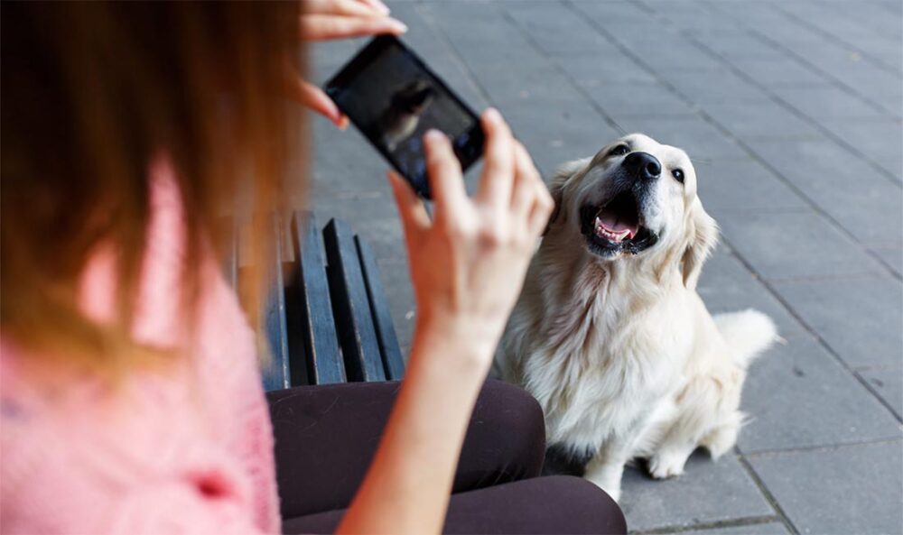Petnow y la aplicación para reconocer perros por su nariz