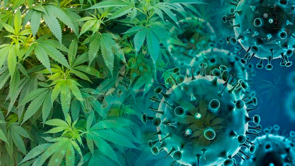 Imagen referencial de plantas de marihuana y la COVID-19. Aristegui Noticias